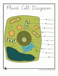 Maybe you would like to learn more about one of these? Free Plant Cell Diagram Homeschool Giveaways
