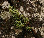 Image result for Stemodiopsis rivae