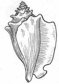 How to shell a conch picture drawing. Mental Masala Musical Shell Game Shell Drawing Drawings Seashell Drawing