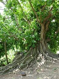 Image result for Ficus laurifolia
