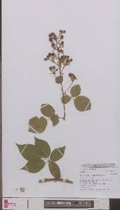Image result for Rubus steudneri