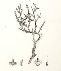 Image result for Suaeda merxmuelleri