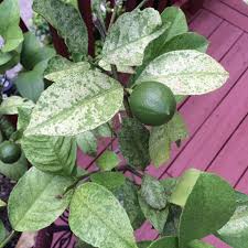 Citrus tend naturally to drop some leaves during blossoming and fruit formation, but the tree should not drop the majority of its leaves during this time. Meyer Lemon Sucking Insects Walter Reeves The Georgia Gardener