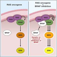 From amharic ራስ (rās, head). Kinase Dead Braf And Oncogenic Ras Cooperate To Drive Tumor Progression Through Craf Cell