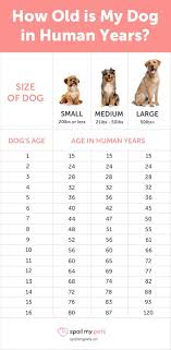 Dog Age Chart See How Old Your Dog Is In Human Years Dog