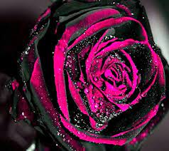 Damaged Rose Aka My Heart Pink And Black Wallpaper Beautiful Rose Flowers Beautiful Roses