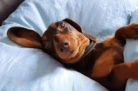 Ich bin jedenfalls froh, dass ich mein bett wieder für mich habe seitdem es kiro nicht mehr auf´s bett schafft. Studie Aus Den Usa Mit Hunden Im Bett Schlaft Es Sich Besser Wissen Stuttgarter Nachrichten