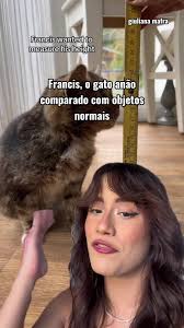 Francis, o gato anão mais fofo do mundo