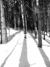 107 069 results for tree line silhouette in images. Tree Line Silhouette Bw Our Yard Marley Wilkinson Flickr