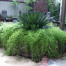 Image result for A. densiflorus Sprengeri