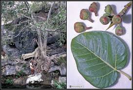 Image result for Ficus fischeri