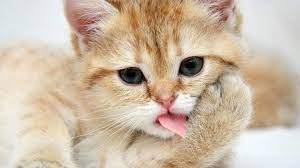 55 High Regulation Full Hd Wallpapers Download For Laptop Or Pc 10 Trend Cute Cat Wallpaper Kittens Cutest Cats And Kittens