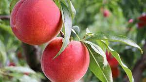 It is one of a few peach trees that grows well in southern california. Top 10 Tasting Peach Varieties In The World Himachal Pradesh Times