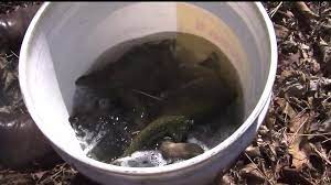 2022 Pa Trout Stocking Schedule Attention, Anglers: Pennsylvania's 2021 Trout Stocking Schedule Is  Available On Pfbc Website | Fox43.Com