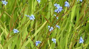 Image result for Aristea angolensis