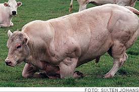 When used in crossbreeding programs of other dairy or beef breeds, it increases carcass yield from 5 to 7 % compared to the maternal line. Monsterrasen Belgisk Bla I Svenska Kottdiskar Svd