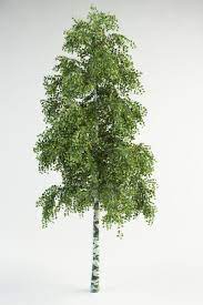 3d Model Realistic Birch 3d Model Betula Pendula Trees To Plant Landscape Design Drawings