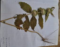 Image result for Leucas milanjiana