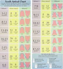 Tooth Eruption What Happens When Baby Teething Chart