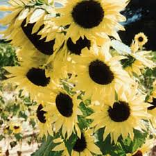 Bunga matahari merupakan salah satu jenis bunga yang berasal dari keluarga astereceae dan genus helianthus. Temukan Dan Dapatkan Bibit Bunga Seeds Bunga Matahari Moonwalker Sunflower Mudah Tumbuh Hanya Rp 10 000 Di Shopee Sekarang Juga S Sunflower Seeds Flowers