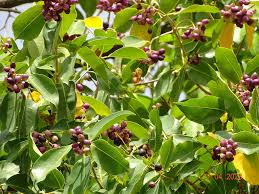 Image result for Usteria guineensis