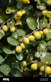 Image result for Ziziphus mauritiana