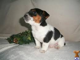 Jack Russell Terrier Puppy Black And Brown Adorable Cute Little Jack Russell Terrier Puppy Aww Jack Russell Dogs Jack Russell Jack Russell Puppies