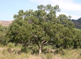 Image result for Combretum