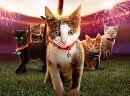 Find over 100+ of the best free cute kitten images. Kitten Bowl See The Cutest Kittens On Tv Kittenbowl