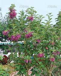 Image result for Iochroma