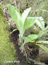 Image result for Liparis nervosa