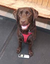Choose pet passages, rochester's most experienced and affordable pet cremation provider. Natural Pet Foods Home Facebook