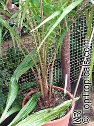 Image result for Elaeis