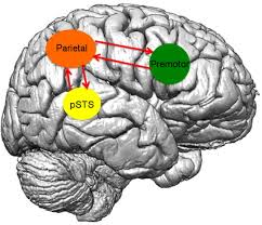 By default, the content of this applet is. Predictive Coding Account Of Action Perception Evidence From Effective Connectivity In The Action Observation Network Biorxiv