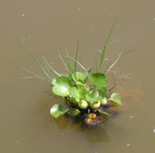 Image result for Oxycaryum