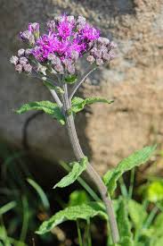 Image result for Vernonia schlechteri