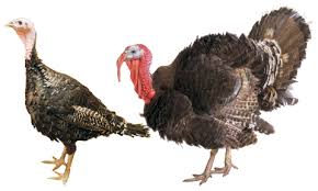 Freys Hatchery Turkeys