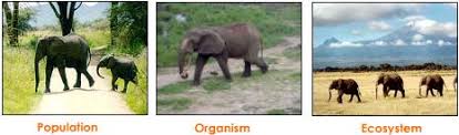 Image result for organisms and their environment