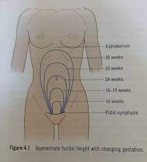 This can be done by 1 of 3 ways: What Are The Significances Of Fundal Height In Pregnancy And During Postpartum Quora