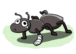 They behave like ants, walking at the edge of my bathtub in a single file, and going aground in the corner of the door plinth. We Solved The Mystery Of What Will Happen When An Ant Falls From The Empire State Building The Verge