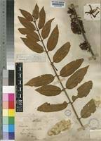 Image result for Phragmanthera