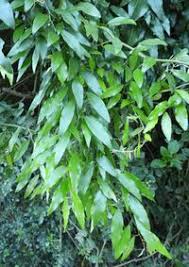 Image result for Capparis fascicularis