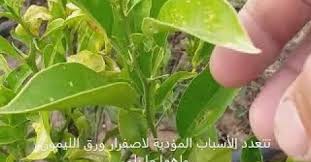 اسباب اصفرار ورق الليمون تتعدد الأسباب المؤدية لإصفرار ورق الليمون وأهمها ما يلي نقص في عنصر الحديد والعناصر الصغري ارت herbs cooking recipes plants