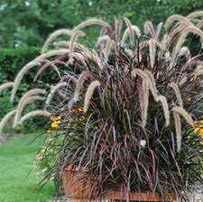 18 plants perfect for hanging baskets ornamental grasses grass landscape white trailing lobelia