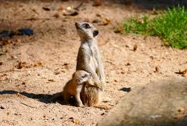 Ihr natürlicher lebensraum sind trockene gebiete. Nachwuchs Bei Den Erdmannchen Im Zoo Heidelberg