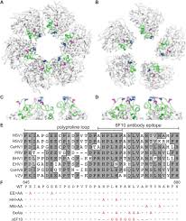 It consists of two unique regions, u l (unique long), comprising 82% and the u s (unique short) comprising 18%, flanked by the repeated regions a, b, and c (fig. The Apical Region Of The Herpes Simplex Virus Major Capsid Protein Promotes Capsid Maturation Biorxiv