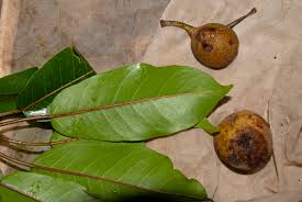 Image result for Ficus sansibarica