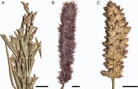 Image result for Harpachne schimperi