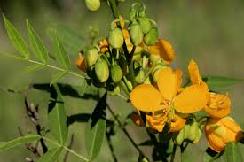 Image result for Senna hirsuta