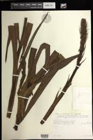 Image result for Habenaria armatissima